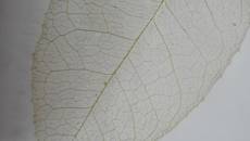 高等职业技术学院中草药协会开展刷叶脉活动