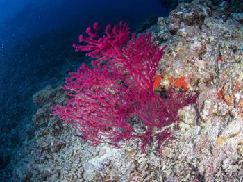 【科研进展】taptap点点体育海洋药物研究院科研团队在西沙发现柳珊瑚新物种