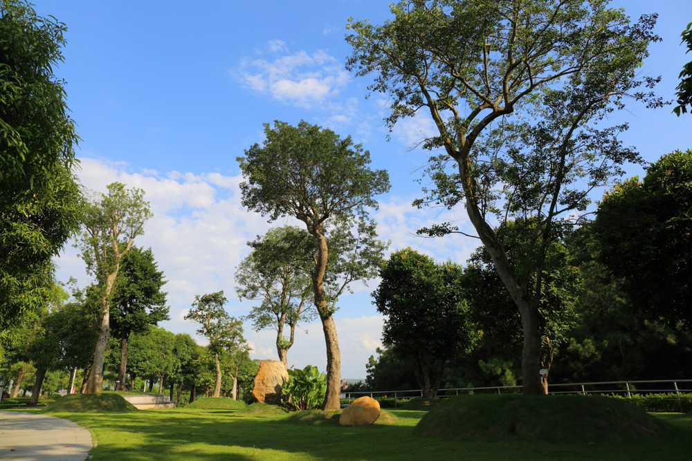 冬青林-王老吉2018