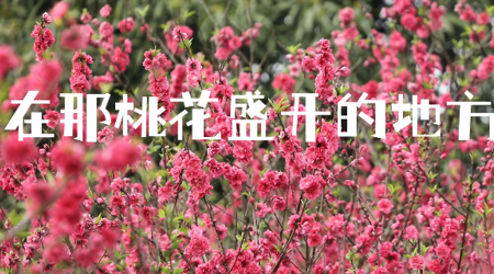 在那桃花盛开的地方