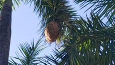 武装部（保卫处）及时排查整治校园“蜂忧” 隐患